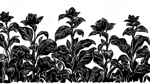 Tobacco plants growing in Native American ceremonial field, Plant Illustration
