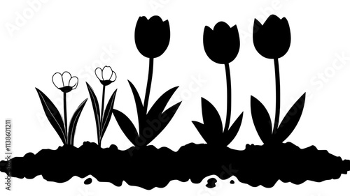 Tulips sprouting from the soil in a spring garden bed, early growth stage, Plant Illustration