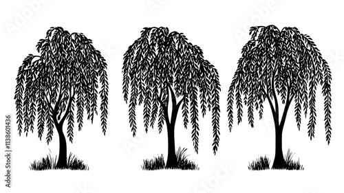 Willow trees in short-rotation coppice for biomass fuel production, Plant Illustration