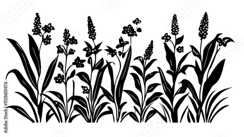 Witchweed infesting a field of corn plants, Plant Illustration