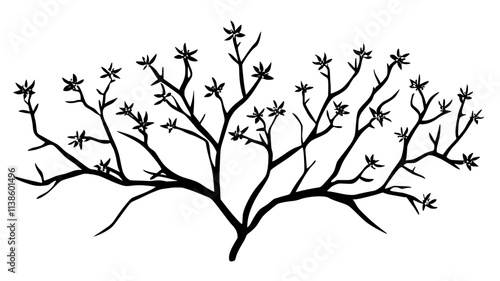 Witch hazel blooming on bare branches in winter, Plant Illustration