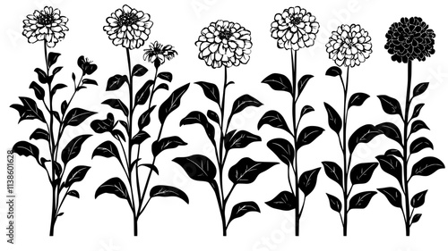 Zinnia plants with a variety of flower shapes in a bed, Plant Illustration