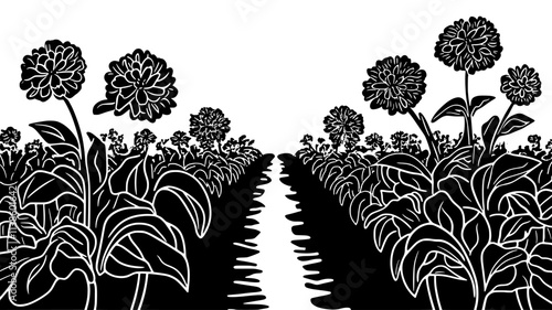 Zinnias growing in a cutting garden with paths between rows, Plant Illustration