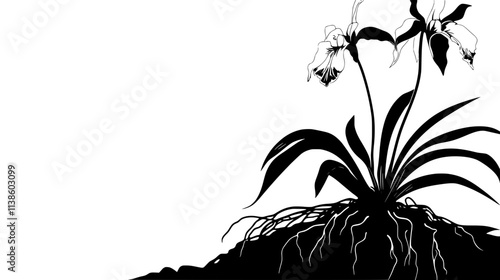 Ghost orchid bud emerging from root mass, Plant Vector Graphic