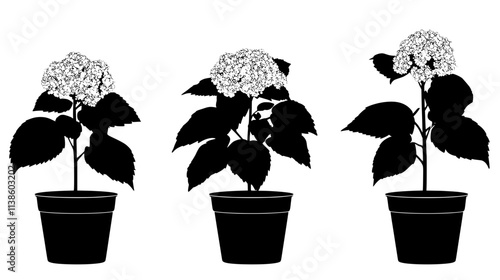 A group of potted panicle hydrangeas placed in an organized patio display, Plant Vector Graphic