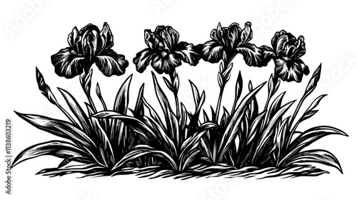 Group of Siberian irises growing together in a landscaped garden, Plant Vector Graphic
