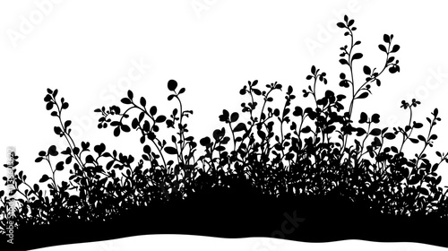 Ice plant ground cover on a coastal bluff, Plant Vector Graphic