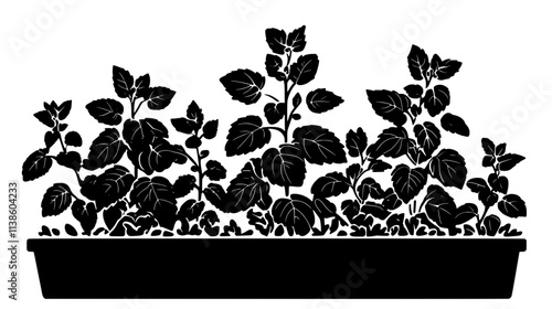 Lemon balm plants with textured leaves in a raised bed, Plant Vector Graphic