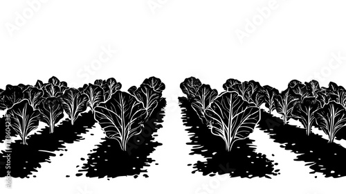 Lettuce plants in rows with leaves ready for harvest, Plant Vector Graphic