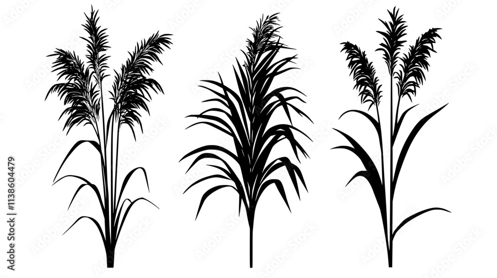 Obraz premium Tall Miscanthus grass growing for biomass energy production, Plant Vector Graphic