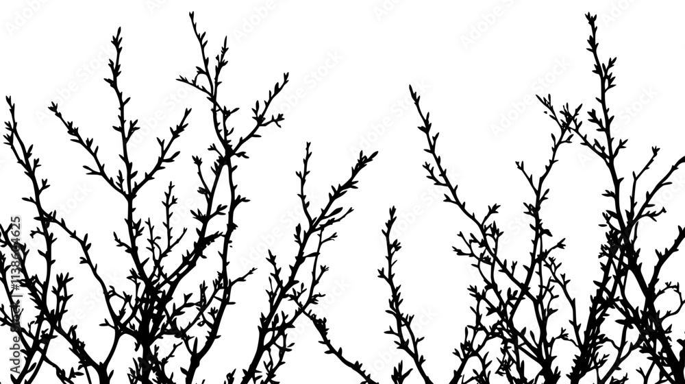 Fototapeta premium Ocotillo with thin branches reaching toward a cloudless sky, Plant Vector Graphic