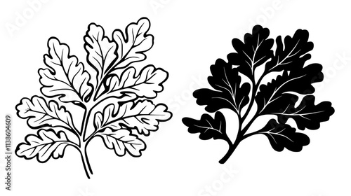Oak tree with broad leaves in temperate forest, Plant Vector Graphic