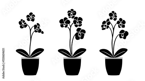 Orchid with multiple blooms on a single stem in a pot, Plant Vector Graphic