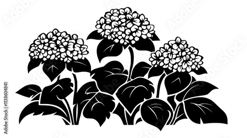 A patch of bigleaf hydrangeas blooming in a formal garden setting, Plant Vector Graphic