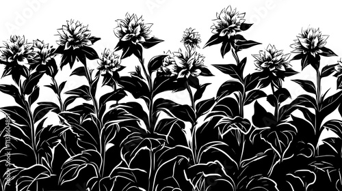 Bee balm flowers growing in a sunny perennial border garden, Plant Vector Graphic