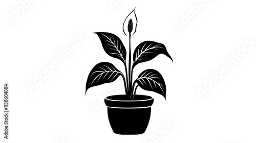 A peace lily plant growing in a small indoor pot with lush green foliage, Plant Vector Graphic