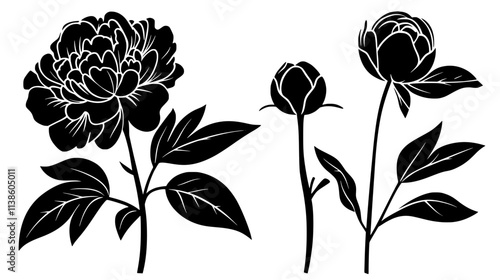 Peony stem with leaves and unopened bud next to a bloom, Plant Vector Graphic
