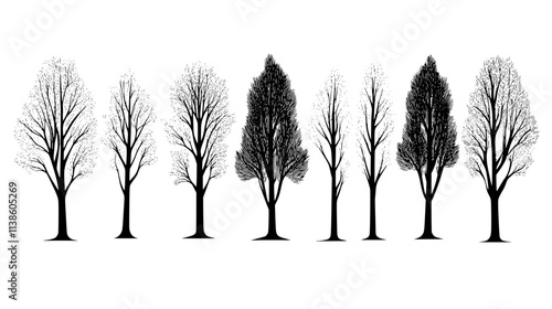 Poplar trees in rows grown for fast-growing timber production, Plant Vector Graphic