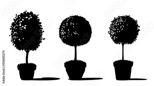 Podocarpus shrub shaped into topiary in a garden, Plant Vector Graphic