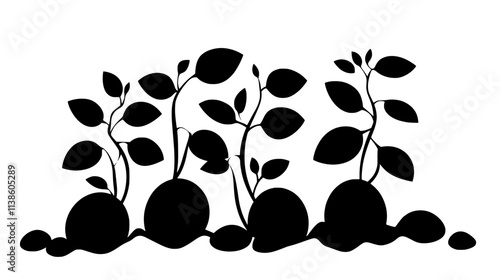 Potato plants with exposed tubers during harvest, Plant Vector Graphic