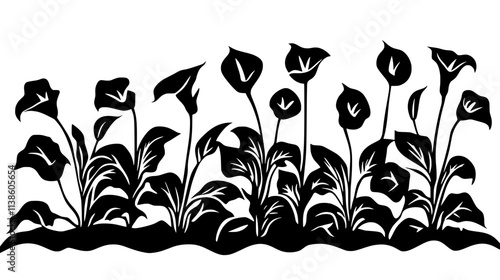 A row of planted Calla lilies growing in a controlled flower bed, Plant Vector Graphic