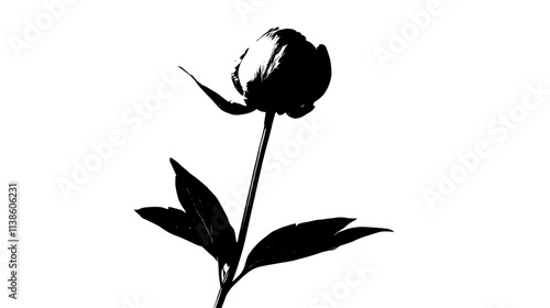 A single tree peony bud captured before it fully opens, Plant Vector Graphic