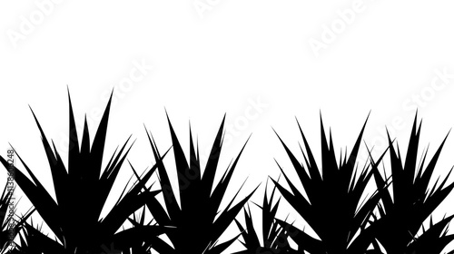 Sisal plants with sword-like leaves in a plantation for fiber extraction, Plant Vector Graphic