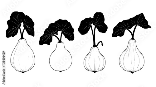 Squash plants with large leaves and developing fruit, Plant Vector Graphic