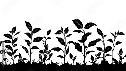 Tobacco plants growing in Native American ceremonial field, Plant Vector Graphic