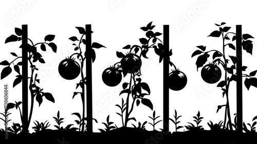 Tomato vines supported by stakes in a field, Plant Vector Graphic