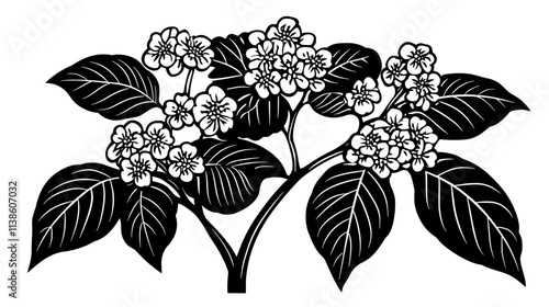 Viburnum with opposite leaves and clusters of small flowers, Plant Vector Graphic