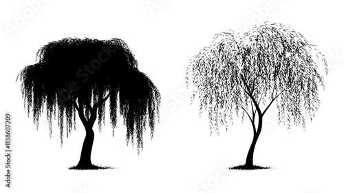 Willow trees in short-rotation coppice for biomass fuel production, Plant Vector Graphic
