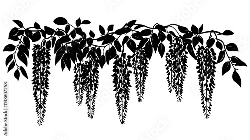 Wisteria with long, hanging clusters of flowers on twisted stems, Plant Vector Graphic