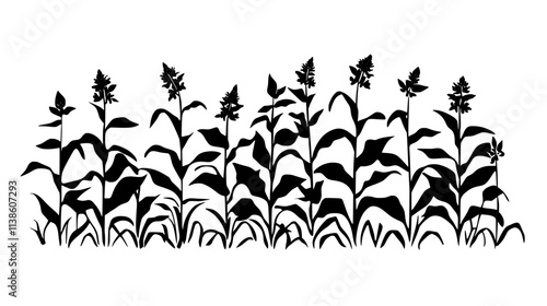 Witchweed infesting a field of corn plants, Plant Vector Graphic