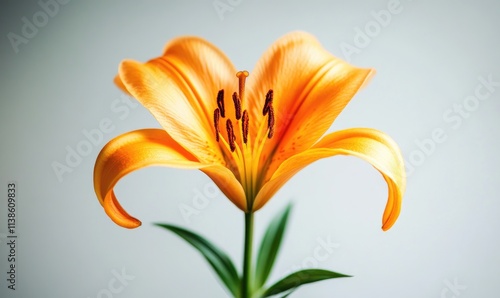 A single orange flower with a green stem