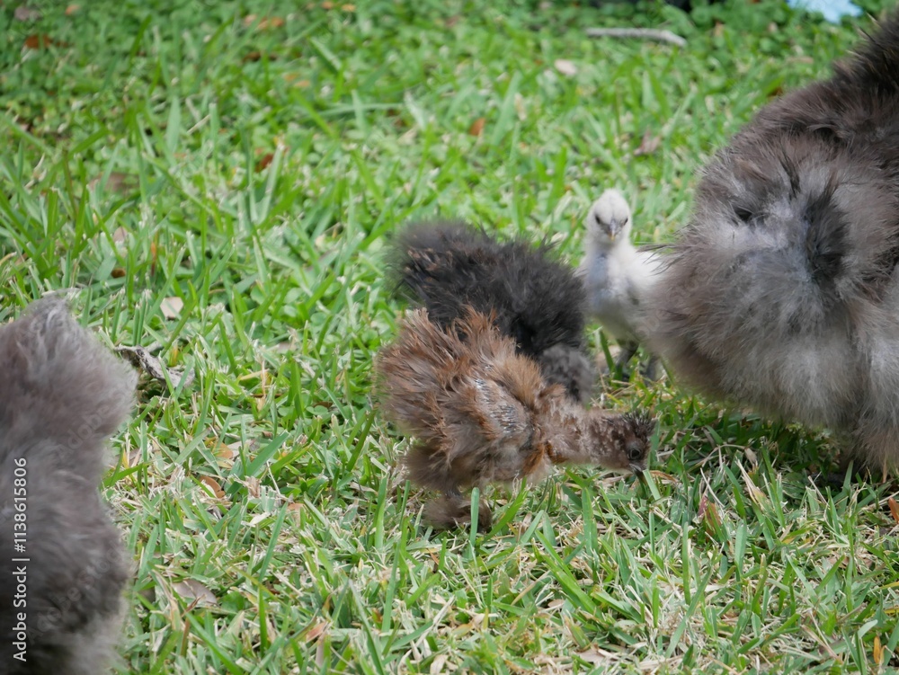 Fluffy Baby Silkie Chickens in a Green Meadow Fluffy Baby Silkie Chickens in a Green Meadow