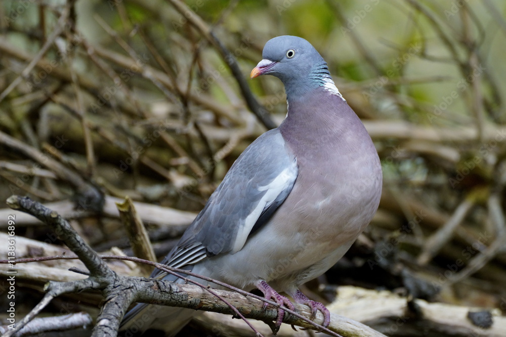 Fototapeta premium wood pigeon close up