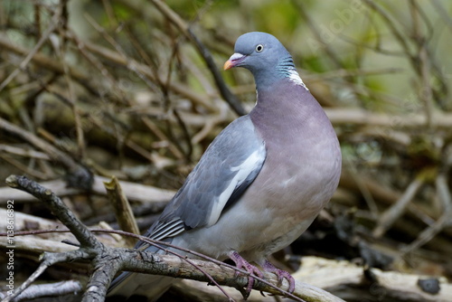 wood pigeon close up photo