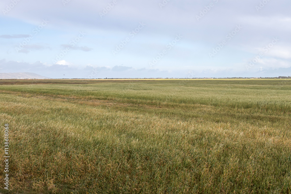 Common Cordgrass, a Plant in Wildlife at Kalâat el-Andalous, North of Tunis Common Cordgrass, a Plant in Wildlife at Kalâat el-Andalous, North of Tunis