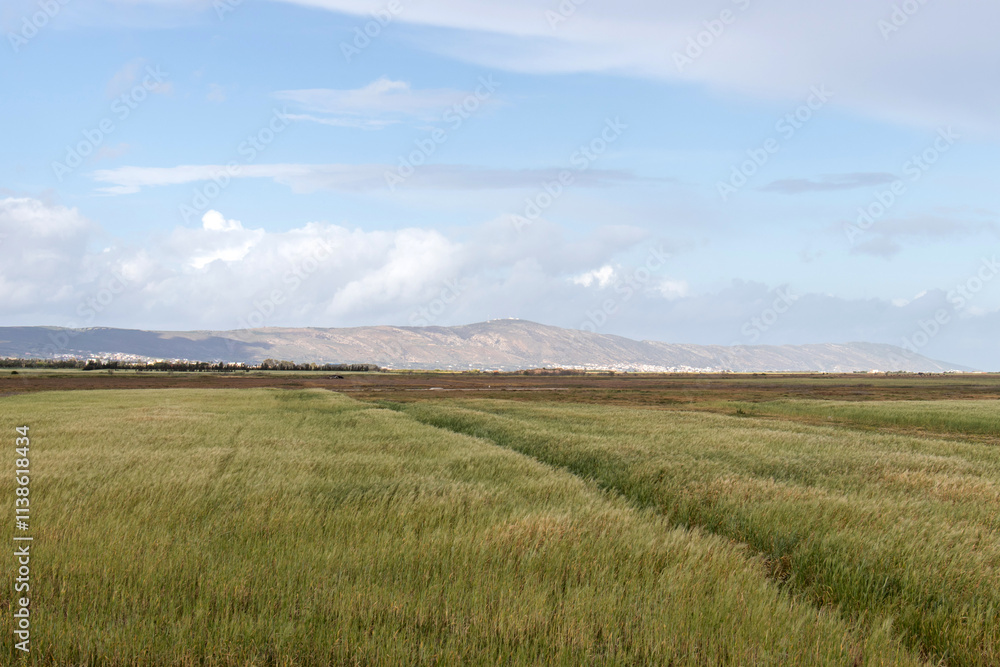 Common Cordgrass, a Plant in Wildlife at Kalâat el-Andalous, North of Tunis Common Cordgrass, a Plant in Wildlife at Kalâat el-Andalous, North of Tunis