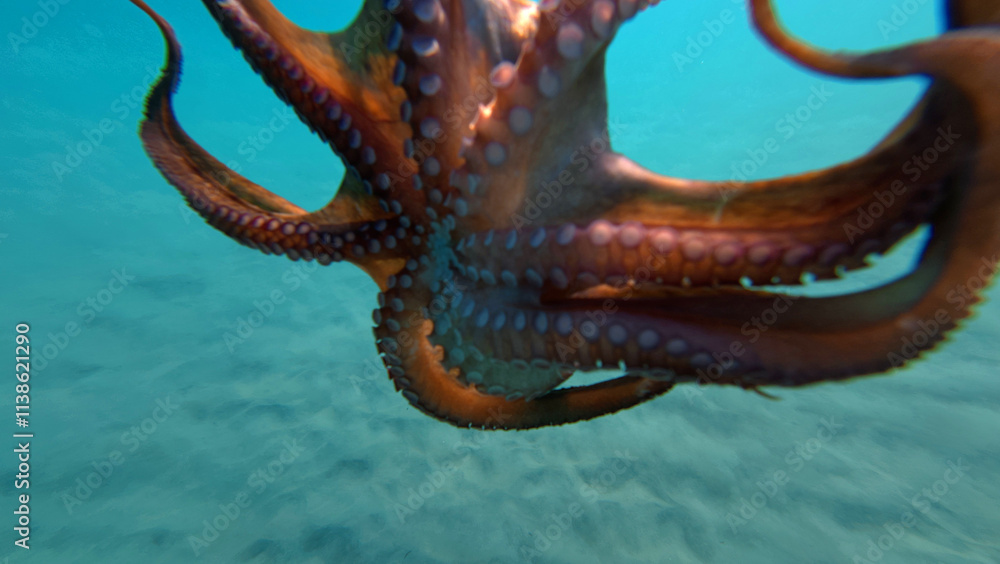 Underwater photo of octopus swimming in tropical exotic sandy bay with turquoise crystal clear sea