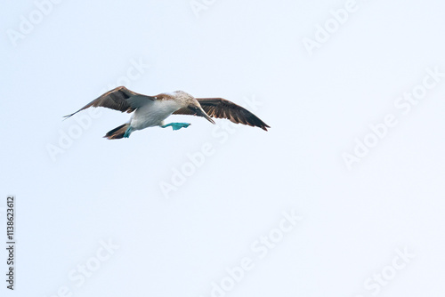 A Blue footed booby (Sula nebouxii) flying against a clear sky in Baja California Sur, Mexico.