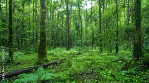 Lush Green Forest Landscape with Tall Trees and Dense Foliage in Nature