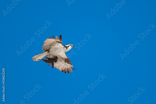 An Osprey(Pandion haliaetus) in flight carrying a fish in Baja California Sur, Mexico.