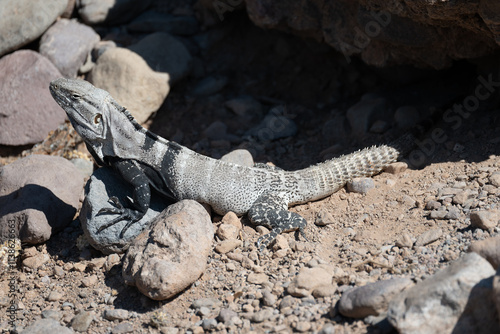 A Spiny Tailed Iguana lizard also called Baja California spiny-tailed iguana or Cape Spiny-tailed Iguana, (Ctenosaura hemilopha) on San Esteban Island, Baja California Sur, Mexico. photo