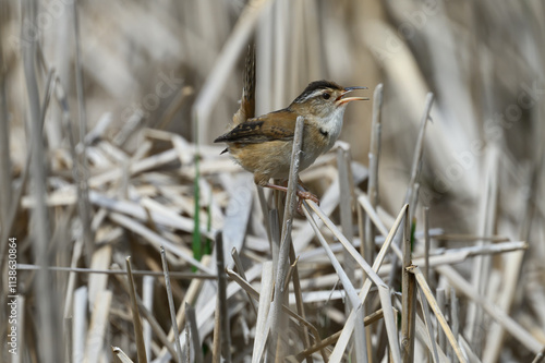 A Marsh Wren (Cistothorus palustris) standing on cattails in a marsh in Michigan, USA.