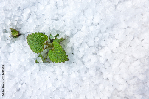 Young green leaves of grass break through a layer of ice grains of hail. Background. Texture.