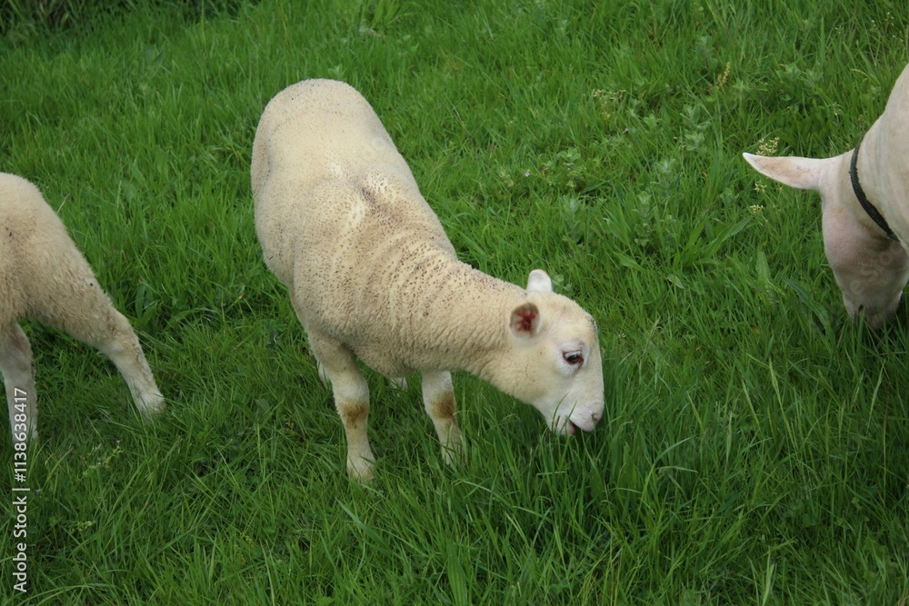 Cordero pastando en un prado de Galicia Cordero pastando en un prado de Galicia