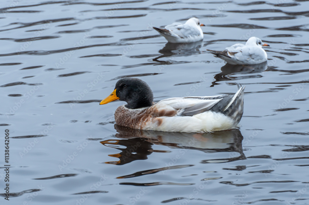 Fototapeta premium Domestic duck and common gulls swim in pond in city park. Behaviour of birds anas platyrhynchos and chroicocephalus ridibundus in wildlife. Free water bird in habitat. Friend duck and river gull.