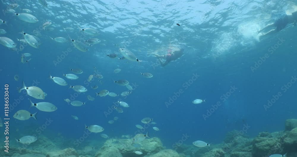 people tourists are snorkelling in ocean with some fish around people tourists are snorkelling in ocean with some fish around